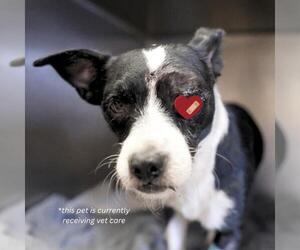 Mutt Dogs for adoption in San Antonio, TX, USA