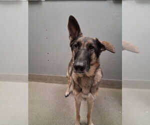 German Shepherd Dog-Unknown Mix Dogs for adoption in Las Vegas, NV, USA