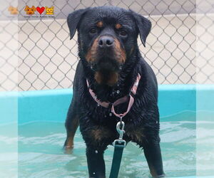 Rottweiler Dogs for adoption in Center Township, PA, USA