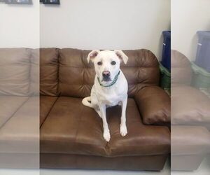 Labrador Retriever-Unknown Mix Dogs for adoption in Mt. Gilead, OH, USA