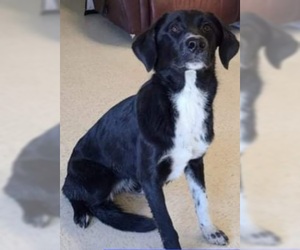 Borador Dogs for adoption in Columbus, IN, USA