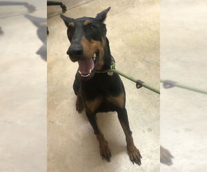 Doberman Pinscher Dogs for adoption in Pueblo, CO, USA