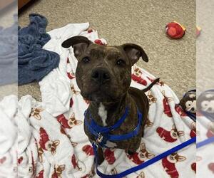 Boxer-Unknown Mix Dogs for adoption in Boston, MA, USA