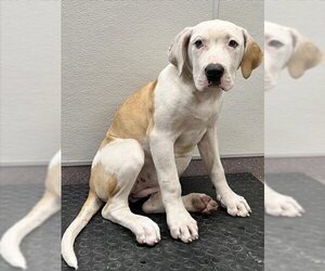 English Foxhound-Mastiff Mix Dogs for adoption in Tracy, CA, USA