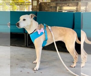 Unknown-Whippet Mix Dogs for adoption in Herndon, VA, USA