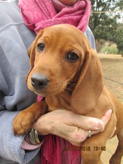 redbone beagle