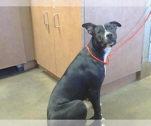 American Pit Bull Terrier Dogs for adoption in Sacramento, CA, USA