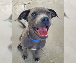 American Pit Bull Terrier-Unknown Mix Dogs for adoption in Ventura, CA, USA