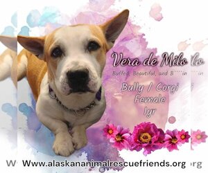 American Pit Bull Terrier Dogs for adoption in Anchorage, AK, USA
