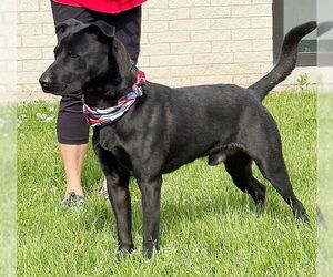 Boxer-Unknown Mix Dogs for adoption in Genesee, WI, USA