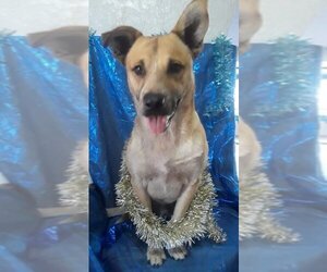 Labrador Retriever-Unknown Mix Dogs for adoption in Redondo beach, CA, USA