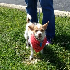 Jack Russell Terrier-Unknown Mix Dogs for adoption in Fredericksburg, VA, USA