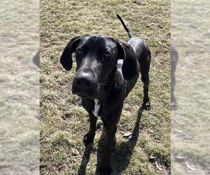 Great Dane Dogs for adoption in Lee's Summit, MO, USA