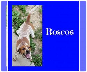 Redbone Coonhound Dogs for adoption in Maquoketa, IA, USA