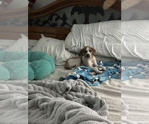 Mutt Dogs for adoption in Ball Ground, GA, USA