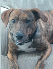Mutt Dogs for adoption in Greenville, IL, USA
