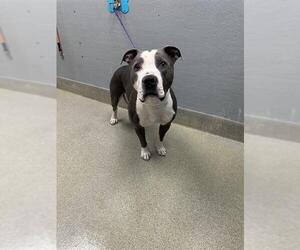 American Pit Bull Terrier-Unknown Mix Dogs for adoption in Las Vegas, NV, USA