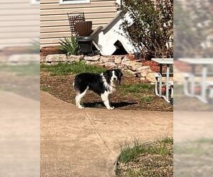 Australian Shepherd Dogs for adoption in Fort Scott, KS, USA