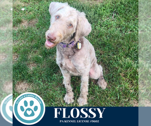 Aussiedoodle Dogs for adoption in Kimberton, PA, USA