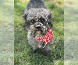 Poodle (Miniature)-Unknown Mix Dogs for adoption in Phoenix, AZ, USA
