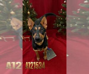 Doberman Pinscher-Unknown Mix Dogs for adoption in HESPERIA, CA, USA