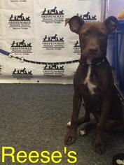 American Pit Bull Terrier Dogs for adoption in Waycross, GA, USA
