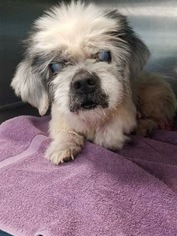 Shih Tzu Dogs for adoption in Jarrettsville, MD, USA