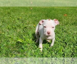 Bullboxer Pit Dogs for adoption in Frankenmuth, MI, USA