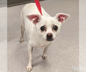 Chihuahua-Unknown Mix Dogs for adoption in Washington, DC, USA