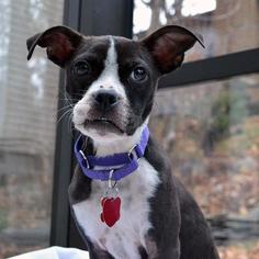 Boston Terrier Dogs for adoption in Potomac, MD, USA