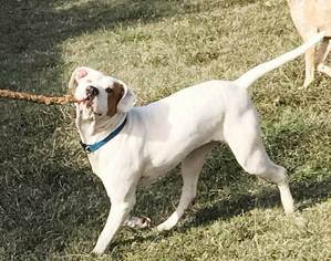 Boxer Dogs for adoption in Ponca City, OK, USA