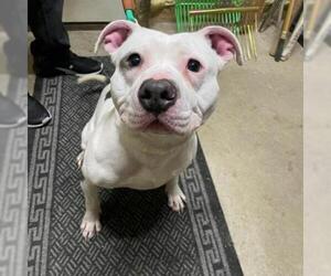 American Pit Bull Terrier Dogs for adoption in Mooresville, IN, USA