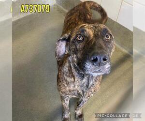 American Staffordshire Terrier Dogs for adoption in San Antonio, TX, USA