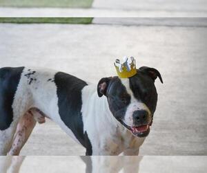 American Staffordshire Terrier-Unknown Mix Dogs for adoption in Grand Prairie, TX, USA