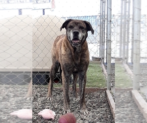 Mastiff-Unknown Mix Dogs for adoption in San Pablo, CA, USA
