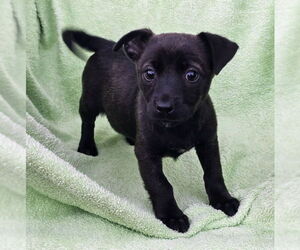 Chihuahua-Unknown Mix Dogs for adoption in House Springs, MO, USA