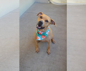Rhodesian Ridgeback-Unknown Mix Dogs for adoption in McKinney, TX, USA