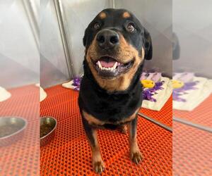 Rottweiler Dogs for adoption in Bemidji, MN, USA