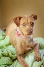 Mutt Dogs for adoption in Reedsport, OR, USA