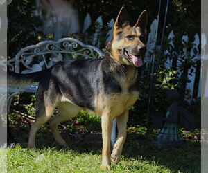 German Shepherd Dog Dogs for adoption in Holly Hill, SC, USA