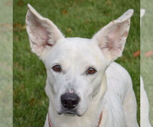 Boxer-Unknown Mix Dogs for adoption in Huntley, IL, USA