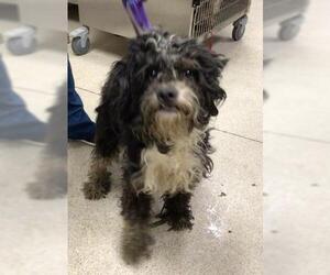 Mutt Dogs for adoption in Riverside, CA, USA
