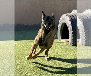 Medium Photo #5 Mutt Puppy For Sale in Imlay City, MI, USA