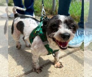 Maltese-Unknown Mix Dogs for adoption in Silver Spring, MD, USA