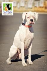 Boxer Dogs for adoption in Salt Lake City, UT, USA