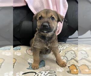 Greyhound-Labrador Retriever Mix Dogs for adoption in Stockton, CA, USA