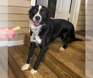 Border Collie Dogs for adoption in Arlington, VA, USA