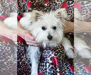 Chihuahua-Unknown Mix Dogs for adoption in Gulfport, MI, USA