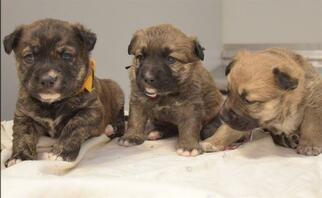 Anatolian Shepherd Dogs for adoption in Houston, TX, USA
