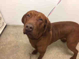 Labloodhound Dogs for adoption in Lawrence, KS, USA